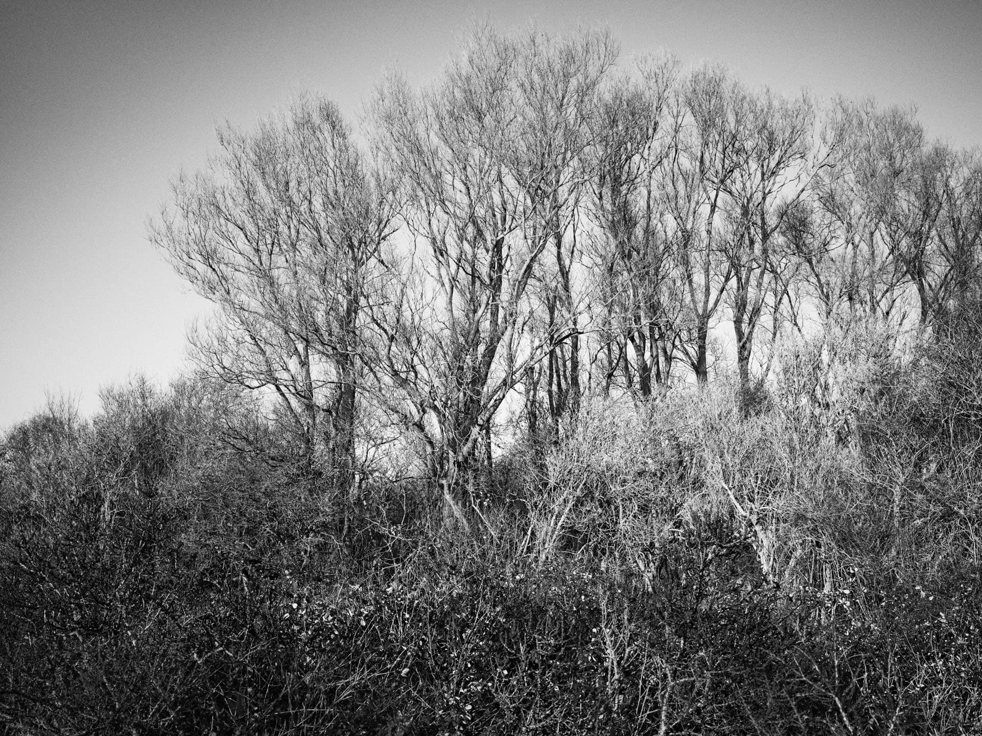 Paysage automnal boisé en noir et blanc.